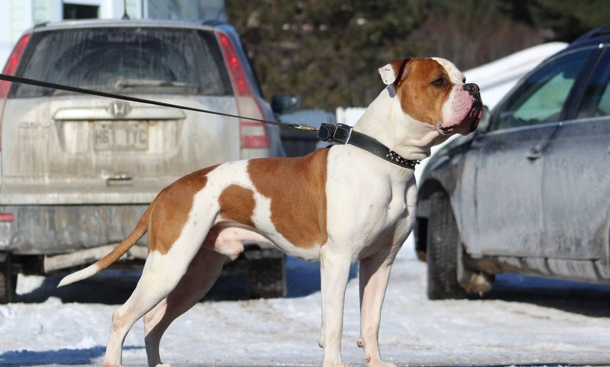 FaithFullBull's Mesrine | American Bulldog 