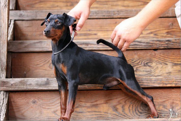 Meitar Bat-Chen | Miniature Pinscher 