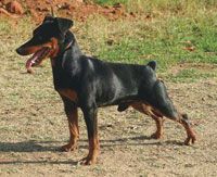 ZAMIR Me Beit Hamaayan | Miniature Pinscher 