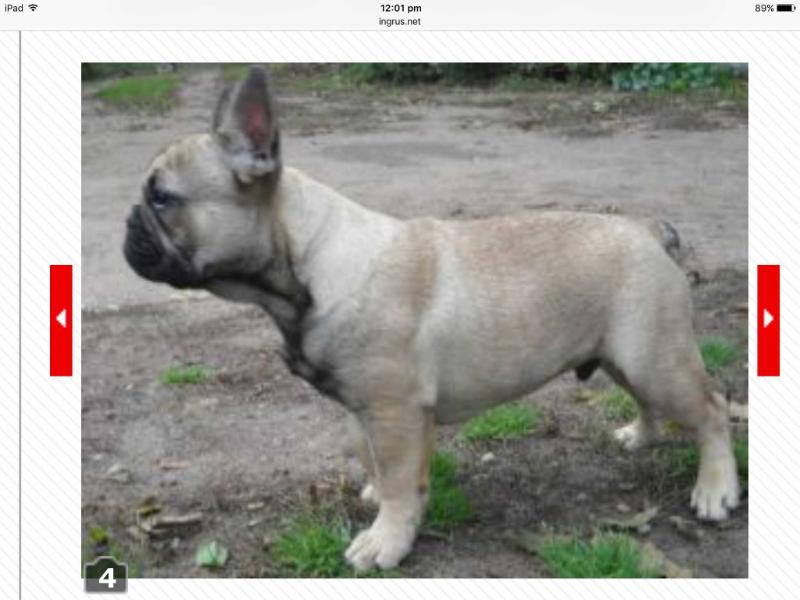 Bertuchi vilties blyksnis | French Bulldog 