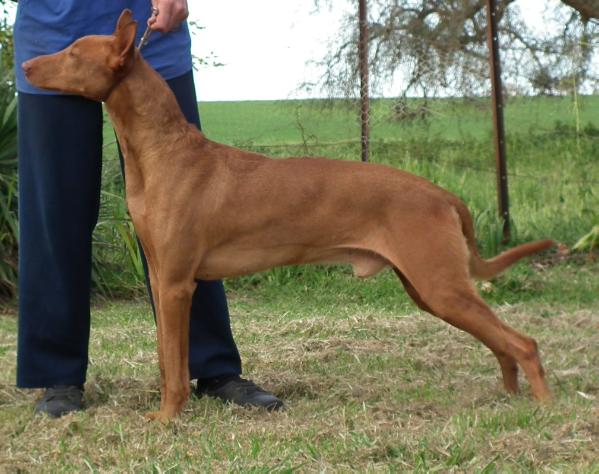 skiska excalibur | Pharaoh Hound 