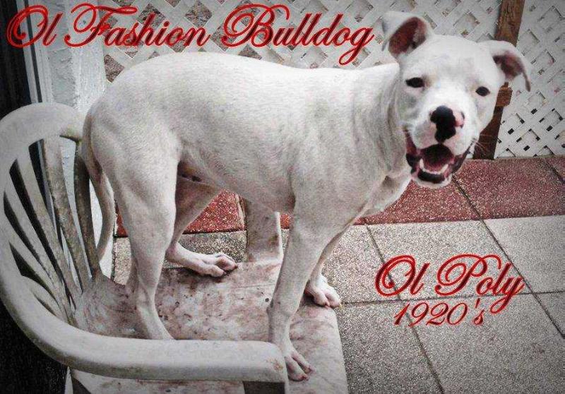 OL Polly Down From Laura's Everything Nice | American Bulldog 