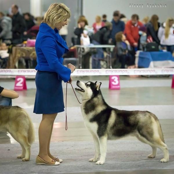 Sokol de ciukci | Siberian Husky 