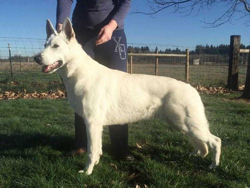 Parsons AkioYodasan VanZay | White Swiss Shepherd Dog 