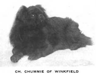 Chummie of Winkfield | English Toy Spaniel 