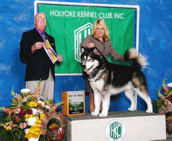 Snocreek's Offer U Can'T Refuse | Alaskan Malamute 