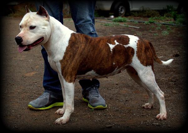 Frael Little Wings | American Staffordshire Terrier 