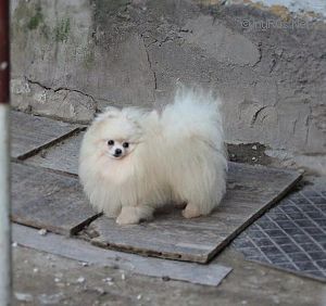 ALJENS FASHIONABLY LOUIS VUITTON | German Spitz 