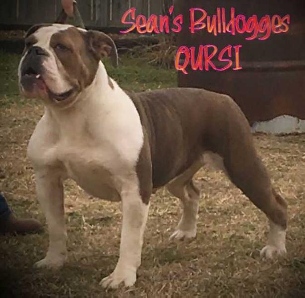 Sean's Qursi | Olde English Bulldogge 