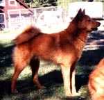 Jayenn's Saku Kai | Finnish Spitz 