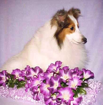 Sparkeling Mist | Shetland Sheepdog 