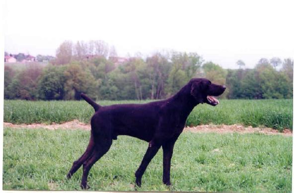 Faron des Petites Amaries | German Shorthaired Pointer 