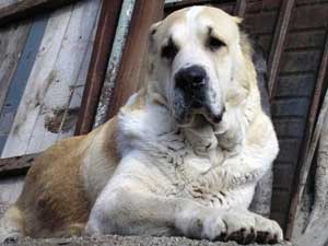 ?????? ??? ?????? ????? | Central Asian Shepherd Dog 