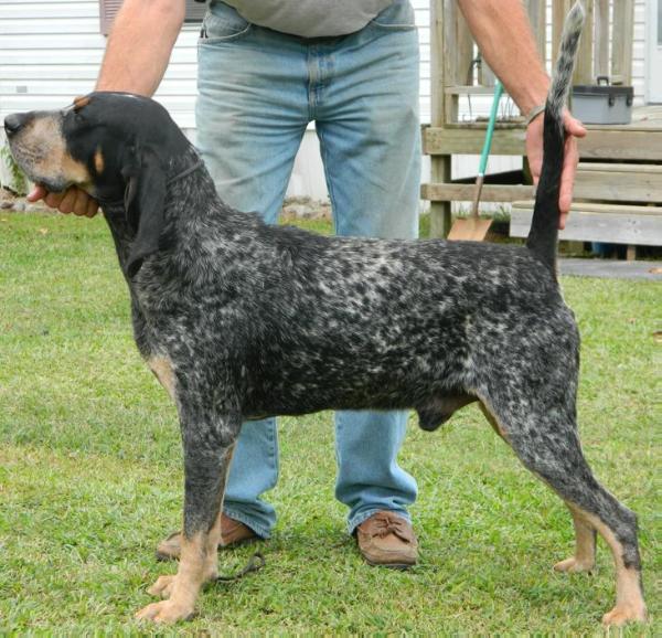 Clear Forf BL Ruger | Bluetick Coonhound 