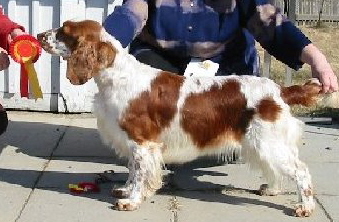 Rocbee New Look | Welsh Springer Spaniel 