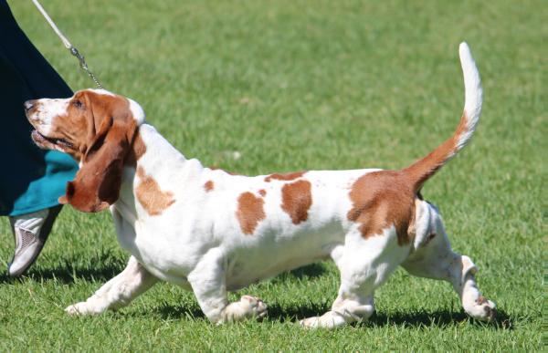 Wellingtess Velvet | Basset Hound 