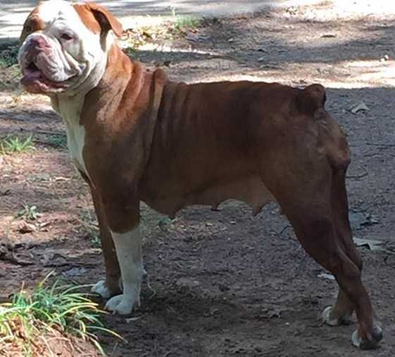 ArrowHead's Trauma | Olde English Bulldogge 