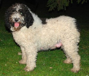 TRUFA DE LA GALEA | Spanish Water Dog 