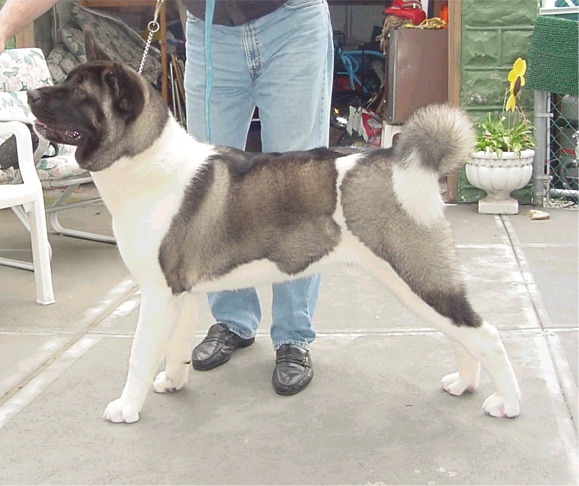 Orients Pride Mr Bo Jangles | Akita 