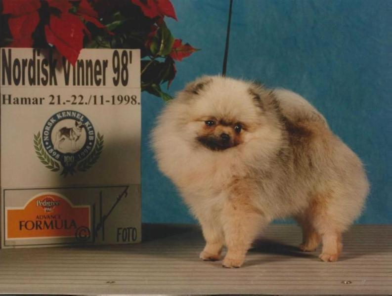 Tiny Jewels' Tuff At The Top | Pomeranian 