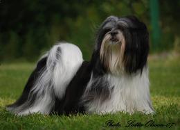 Törnberget's Marilyn Monroe | Lhasa Apso 