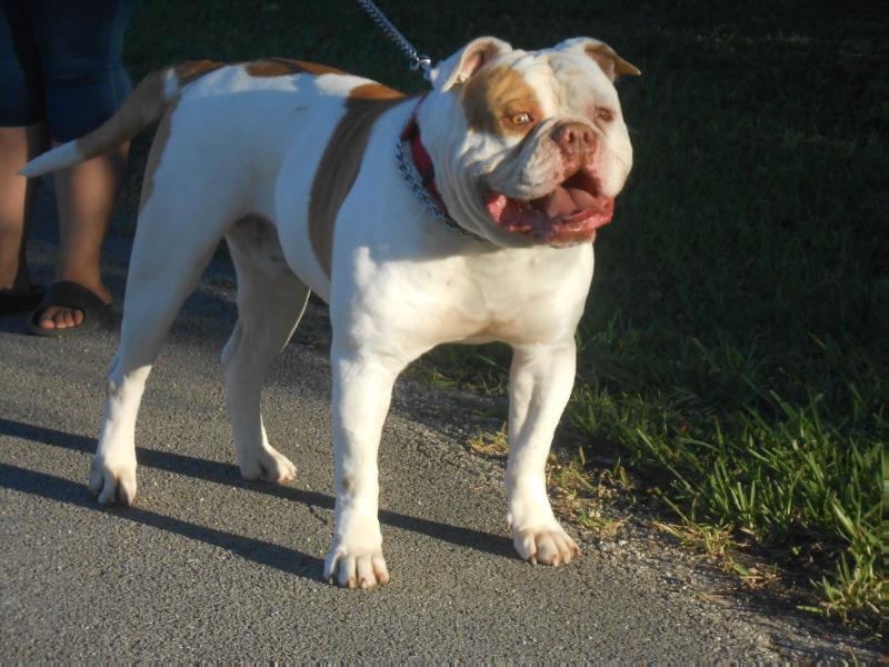 New Blood Kennels Beast | American Bulldog 