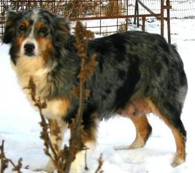 Heart Of Golds Cheeseball | Australian Shepherd 