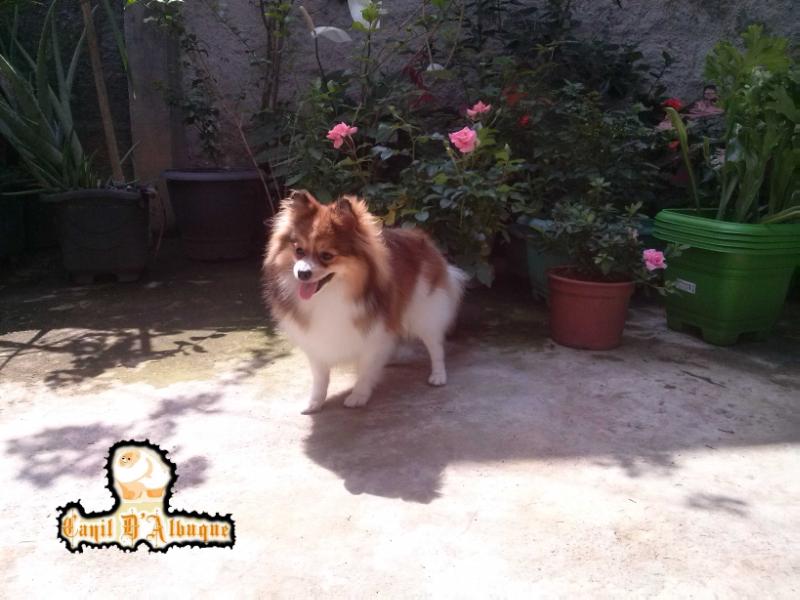 D'Albuque Shiva In Parti | Pomeranian 