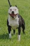 Wilkes Black Mamba | American Pit Bull Terrier 