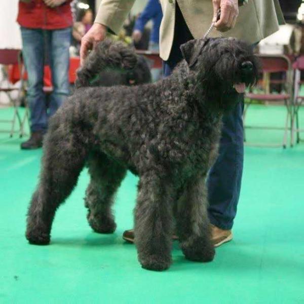 USCHI-AMBER V.D. VANENBLIKHOEVE | Bouvier des Flandres 