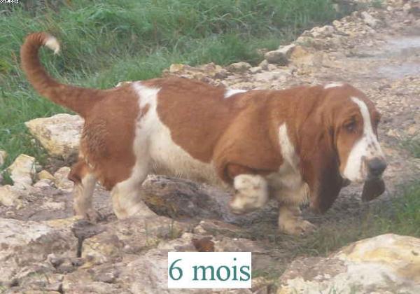 Flamby du sacre de carpe diem | Basset Hound 