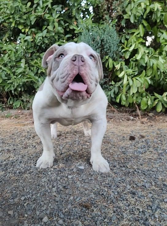 Brown's Bullies Rocco | Olde English Bulldogge 