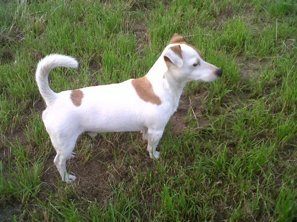 Devilmycry | Jack Russell Terrier 