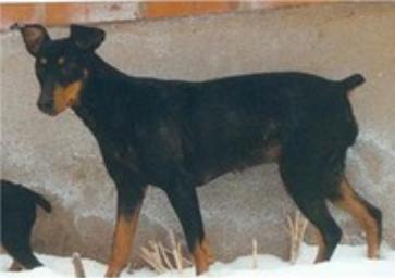 PEGGY vom Nordkristall | German Pinscher 