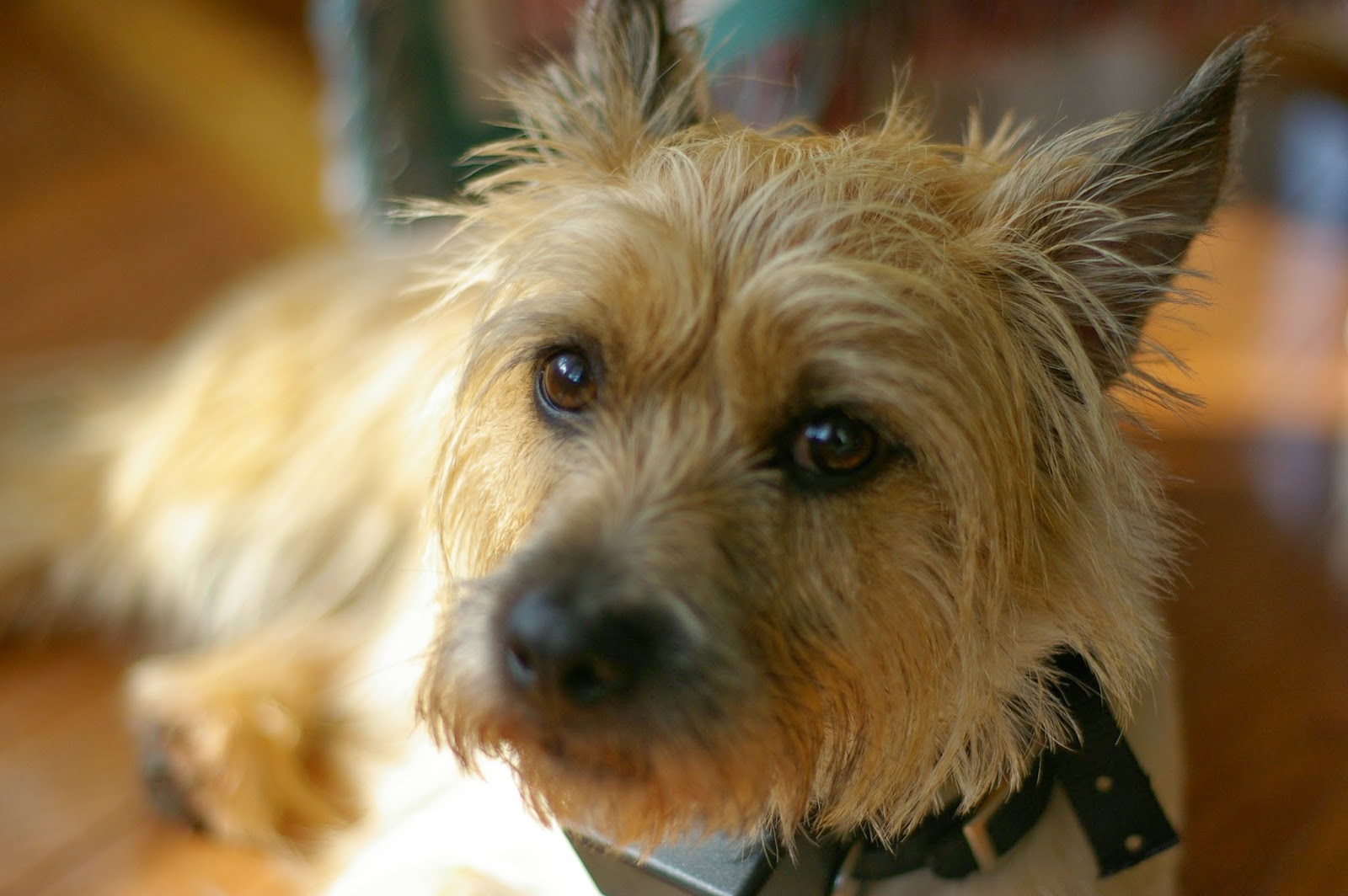 Cairn Terrier