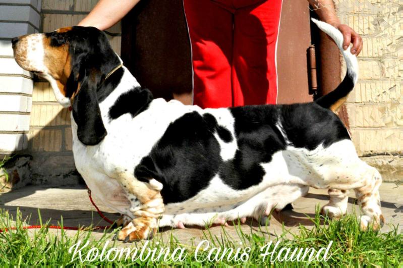 Colombina Canis Haund | Basset Hound 