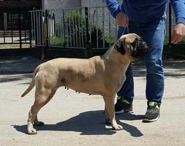 Grazia Of Godlike Step | Bullmastiff 