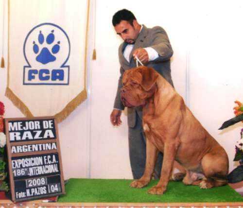 Turo by Astro of Willsam´s | Dogue de Bordeaux 