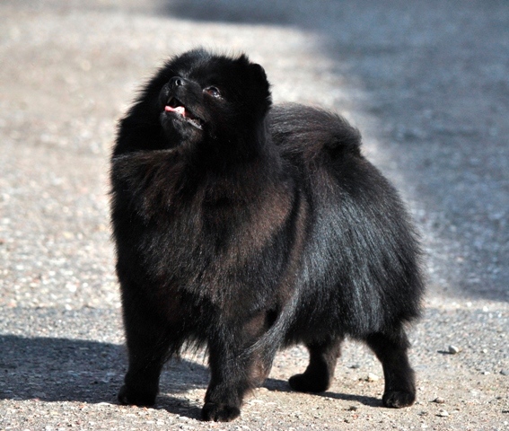 Aristokrat Plus Agat | German Spitz 