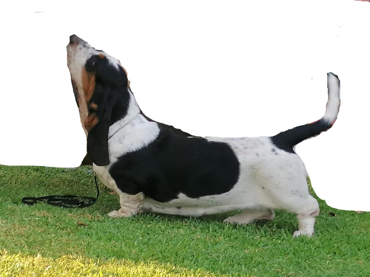 Bassbutterfly Grazia Galatea | Basset Hound 