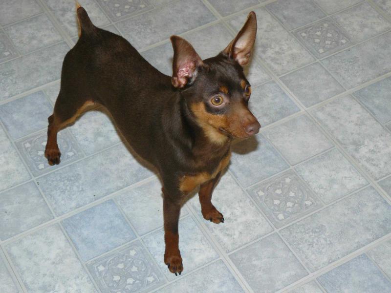 Anne's LiL Mister Russell | Miniature Pinscher 