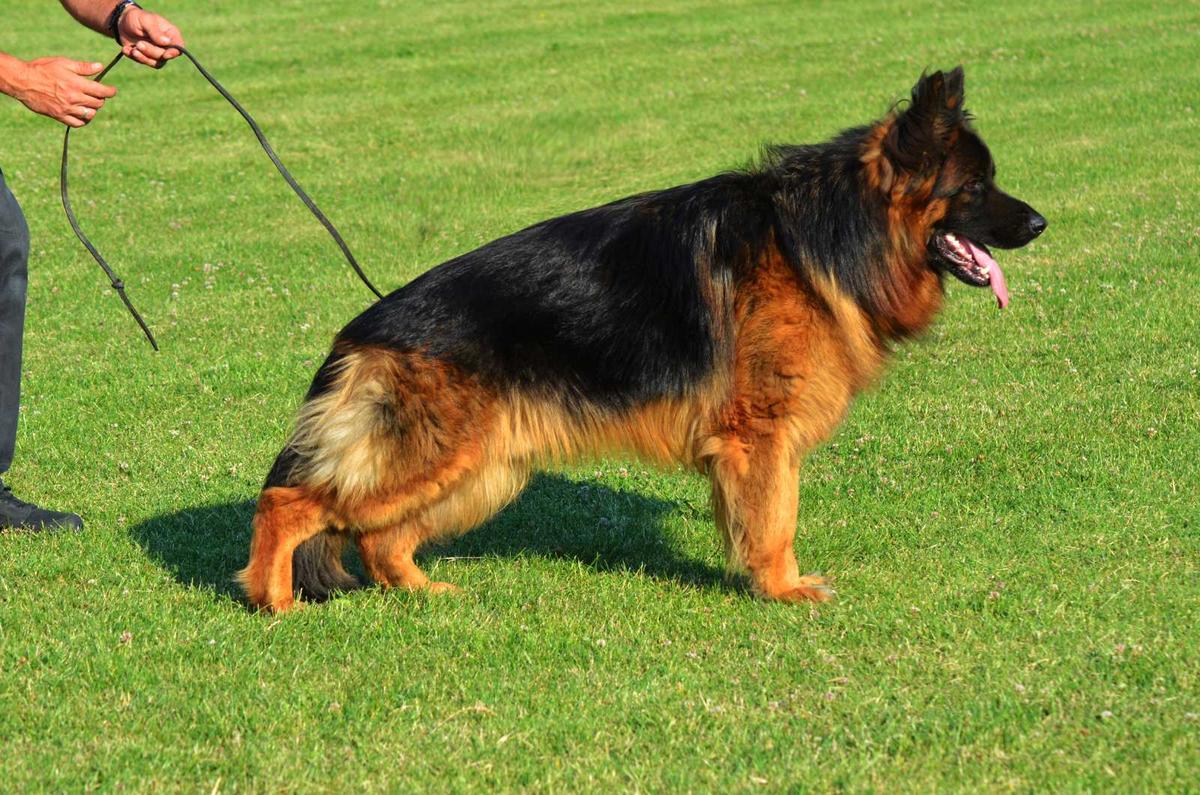 LEONID Luna Plena | German Shepherd Dog 