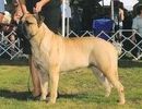 Polani's On It | Bullmastiff 