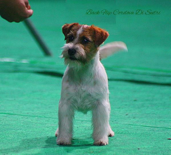 Back Flip Cordova Di Sutri | Jack Russell Terrier 