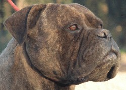 Russell Sadia Brindle | Bullmastiff 