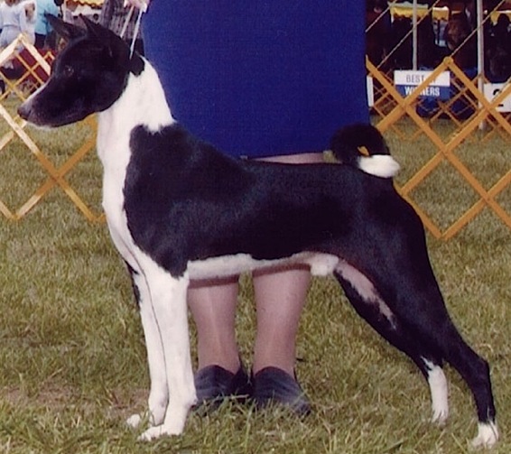 Calypso Jon Bon Jovi | Basenji 