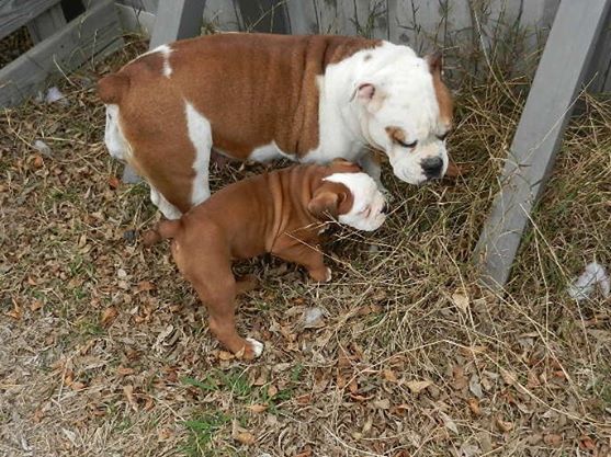 C.E. Smith's Maya | Olde English Bulldogge 