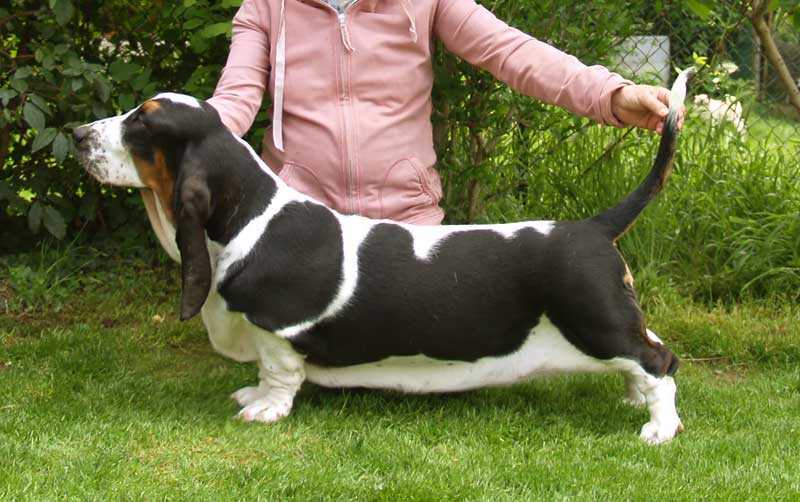 FRANBAR'S LEGEND AKA CARMELINA | Basset Hound 