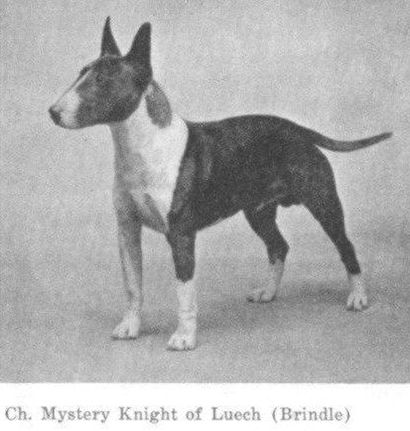 Mystery Knight of Lueuch | Bull Terrier 