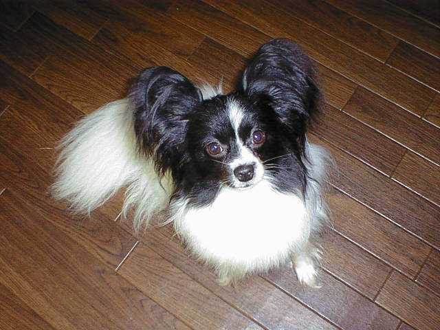 Wrangler JP Moon Light | Papillon 